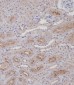 Mouse Fap Antibody(N-term)