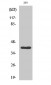 Cathepsin H Polyclonal Antibody