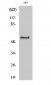 Dok-1 (phospho Tyr362) Polyclonal Antibody