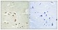 20S Proteasome α3 (phospho Ser250) Polyclonal Antibody