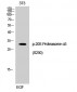 20S Proteasome α3 (phospho Ser250) Polyclonal Antibody