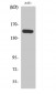 PLC β3 (phospho Ser1105) Polyclonal Antibody