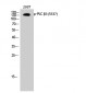 PLC β3 (phospho Ser537) Polyclonal Antibody