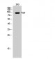 A20 Polyclonal Antibody