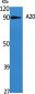 A20 Polyclonal Antibody