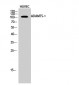 ADAMTS-1 Polyclonal Antibody