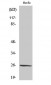 CD137L Polyclonal Antibody