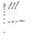 CD137L Polyclonal Antibody