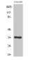 Cdc34 Polyclonal Antibody