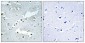 Cdc40 Polyclonal Antibody