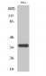 FRP-2 Polyclonal Antibody