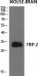 FRP-2 Polyclonal Antibody