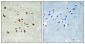 GCP6 Polyclonal Antibody