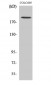 GCP6 Polyclonal Antibody