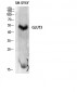 Glut3 Polyclonal Antibody