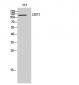 LEKTI Polyclonal Antibody