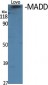 MADD Polyclonal Antibody