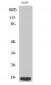 p18 Polyclonal Antibody