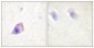 PLC β3 Polyclonal Antibody