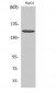 PLC β3 Polyclonal Antibody