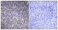 Ribosomal Protein L40 Polyclonal Antibody