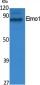 Elmo1 Polyclonal Antibody