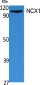 NCX1 Polyclonal Antibody