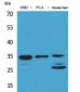 Cdc34 Polyclonal Antibody