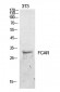 CD89 Polyclonal Antibody