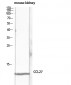 CTACK Polyclonal Antibody