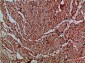 CNPY3 Polyclonal Antibody