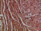 CNPY3 Polyclonal Antibody