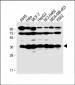 LAPTM4B-3 Antibody