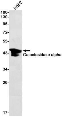 Galactosidase alpha Rabbit pAb