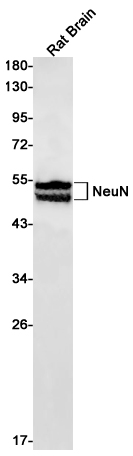 NeuN Rabbit pAb