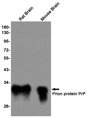 Prion protein PrP Rabbit pAb