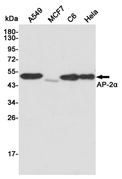 Transcription factor AP-2-alpha Mouse mAb