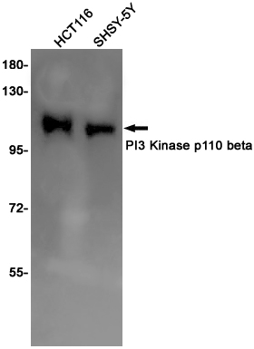 PI3 Kinase p110 beta Rabbit pAb