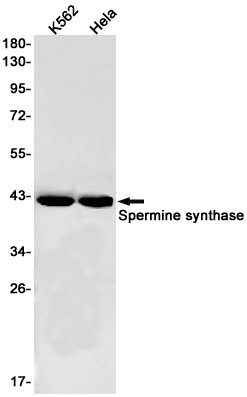 Spermine synthase Rabbit pAb