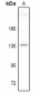 Anti-Contactin 2 Antibody