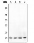 Anti-BRI3 Antibody