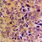 Anti-GAS8 Antibody