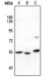 Anti-GAS8 Antibody