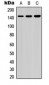 Anti-HCAP (pS1083) Antibody