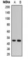 Anti-WWOX Antibody