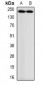 Anti-Myosin-pan (AcK505) Antibody