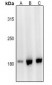 Anti-Laminin alpha 3 Antibody