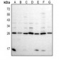 Anti-BCL7A Antibody