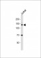 MAGEL2 Antibody (C-term)