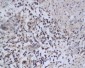 NAIF1 Polyclonal Antibody